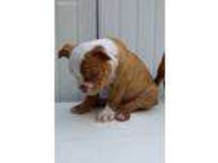 Olde English Bulldogge Puppy for sale in Ocklawaha, FL, USA