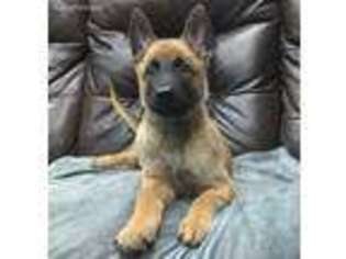 Belgian Malinois Puppy for sale in Redbush, KY, USA
