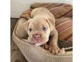 Olde English Bulldogge Puppy for sale in Altmar, NY, USA
