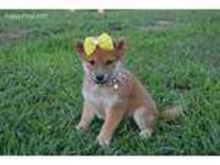 Shiba Inu Puppy for sale in Conway, MO, USA