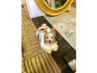 Biewer Terrier Puppy for sale in Hewlett, NY, USA