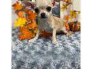 Chihuahua Puppy for sale in The Woodlands, TX, USA
