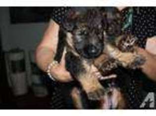 German Shepherd Dog Puppy for sale in STATEN ISLAND, NY, USA