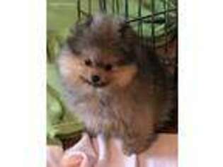 Pomeranian Puppy for sale in Blountsville, AL, USA