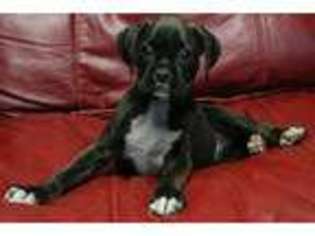 Boxer Puppy for sale in DETROIT, MI, USA