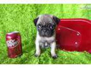 Pug Puppy for sale in Fort Worth, TX, USA