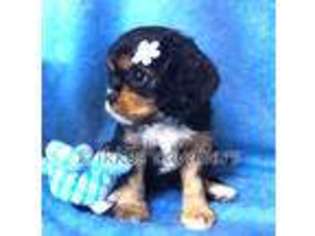 Cavalier King Charles Spaniel Puppy for sale in Tooele, UT, USA