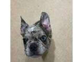 French Bulldog Puppy for sale in Silverdale, WA, USA