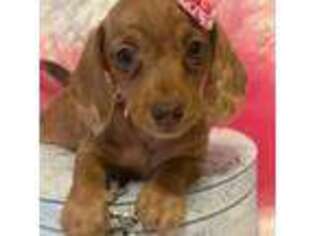 Dachshund Puppy for sale in Richmond, MO, USA