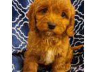 Cavapoo Puppy for sale in Franklin, KY, USA