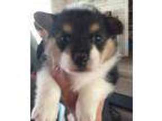Pembroke Welsh Corgi Puppy for sale in Royse City, TX, USA