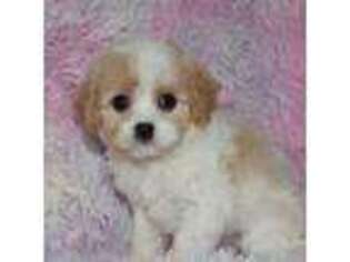Cavachon Puppy for sale in Chesnee, SC, USA