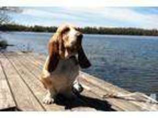 Basset Hound Puppy for sale in CHATHAM, MI, USA