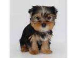 Yorkshire Terrier Puppy for sale in Los Angeles, CA, USA