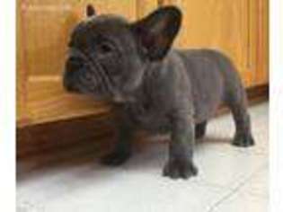 French Bulldog Puppy for sale in Sartell, MN, USA