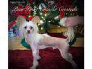 Chinese Crested Puppy for sale in Piney Creek, NC, USA