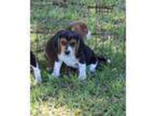 Beagle Puppy for sale in Clarence, LA, USA