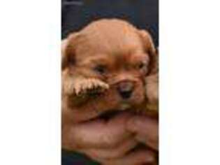 Cavalier King Charles Spaniel Puppy for sale in Saint James, MO, USA