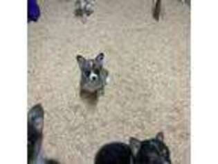 Pembroke Welsh Corgi Puppy for sale in Sonora, CA, USA