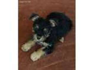 Yorkshire Terrier Puppy for sale in Haskell, TX, USA
