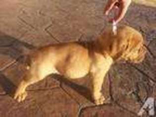 American Bull Dogue De Bordeaux Puppy for sale in FORT WORTH, TX, USA