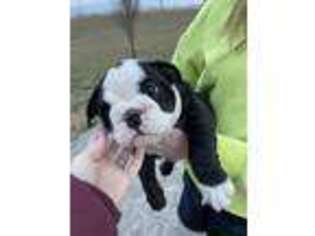 Bulldog Puppy for sale in Cummings, KS, USA