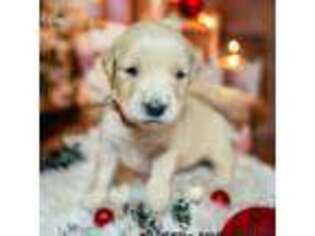 Golden Retriever Puppy for sale in Chesapeake, VA, USA