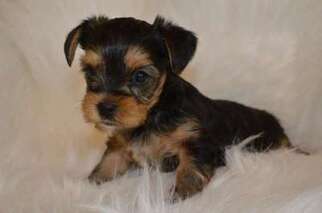 Yorkshire Terrier Puppy for sale in CHRISTIANSBURG, VA, USA
