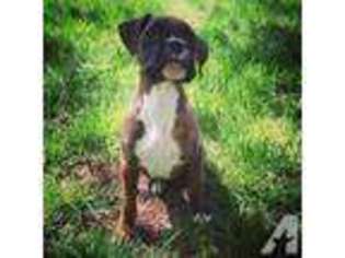 Boxer Puppy for sale in OWASSO, OK, USA