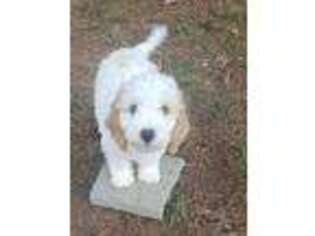 Cavapoo Puppy for sale in Rock Hill, SC, USA