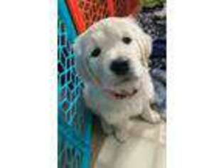 Mutt Puppy for sale in Swisher, IA, USA