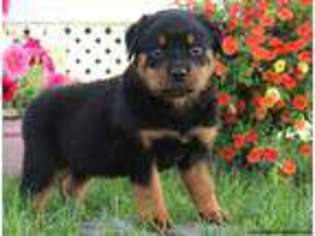 Rottweiler Puppy for sale in Ronks, PA, USA