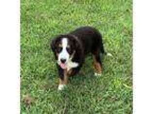 Bernese Mountain Dog Puppy for sale in Raymore, MO, USA