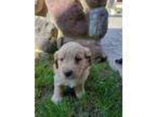 Goldendoodle Puppy for sale in Grabill, IN, USA