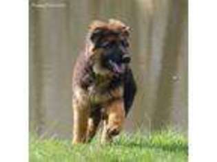 German Shepherd Dog Puppy for sale in Sunman, IN, USA