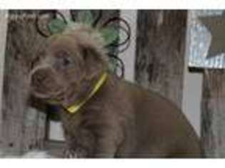 Labrador Retriever Puppy for sale in Sheldon, MO, USA
