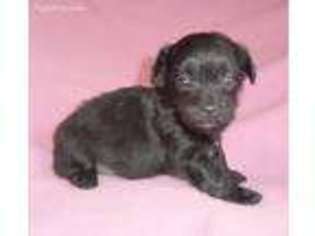 Shih-Poo Puppy for sale in Butler, OH, USA