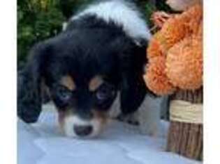 Beaglier Puppy for sale in Mansfield, MA, USA