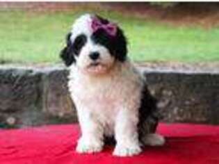 Portuguese Water Dog Puppy for sale in Sugarcreek, OH, USA