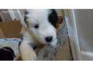 Border Collie Puppy for sale in Birmingham, AL, USA