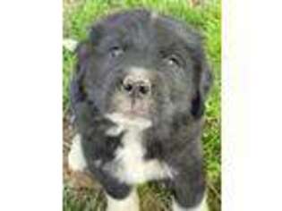 Newfoundland Puppy for sale in Ollie, IA, USA