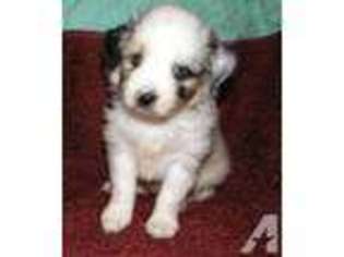Miniature Australian Shepherd Puppy for sale in COLBERT, GA, USA