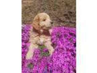 Goldendoodle Puppy for sale in Lenoir, NC, USA