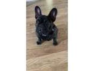 French Bulldog Puppy for sale in Carlstadt, NJ, USA