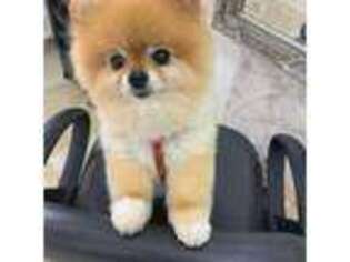 Pomeranian Puppy for sale in Los Angeles, CA, USA