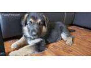 German Shepherd Dog Puppy for sale in Fort Gratiot, MI, USA