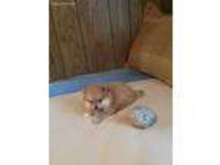 Pomeranian Puppy for sale in Martinsville, VA, USA