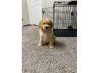 Goldendoodle Puppy for sale in Eden Prairie, MN, USA