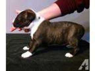Bull Terrier Puppy for sale in ALLENDALE, MI, USA
