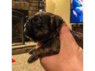 Brussels Griffon Puppy for sale in Morton, MS, USA
